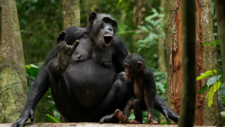 Araştırma: Şempanzeler de ‘gösteriş’ yapmayı seviyor