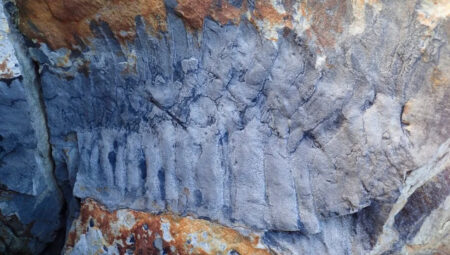 İngiltere’de 2,7 metre uzunluğunda kırkayak fosili bulundu