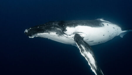 İnsan ömrünü 200 yıla uzatmanın sırrı balinalarda mı saklı?