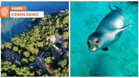 Phaselis’te iki dava: Tarih de korunsun Akdeniz fokları da